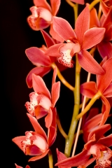 orchidea