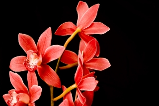 orchidea