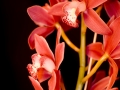 orchidea