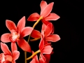 orchidea